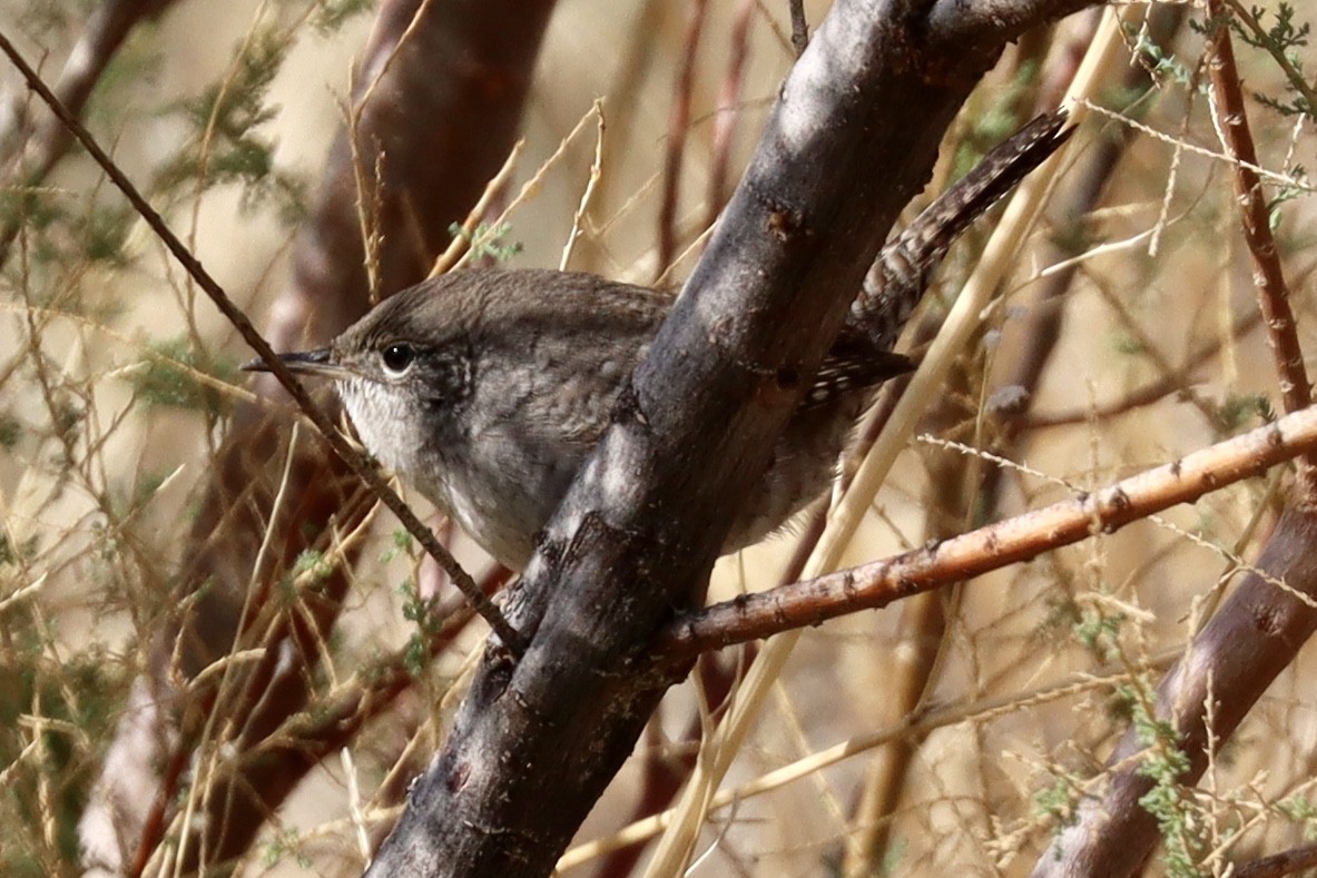 House Wren - ML262649431