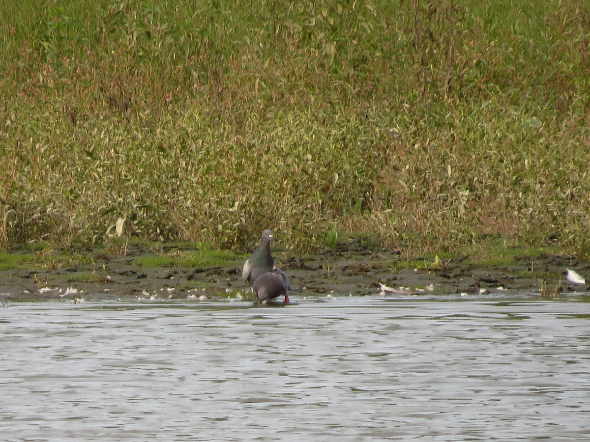 Rock Pigeon (Feral Pigeon) - ML262652691