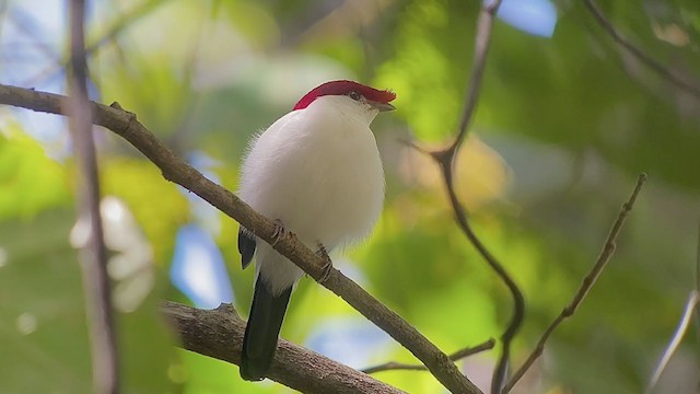 Araripe Manakin - ML262653401