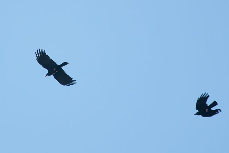 Red-billed Chough - ML262653661