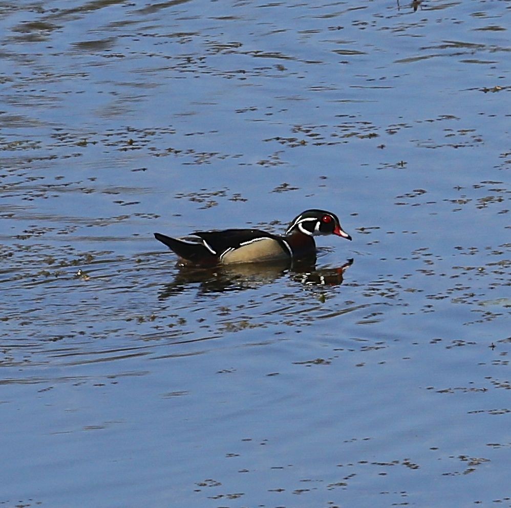 Wood Duck - ML26265381