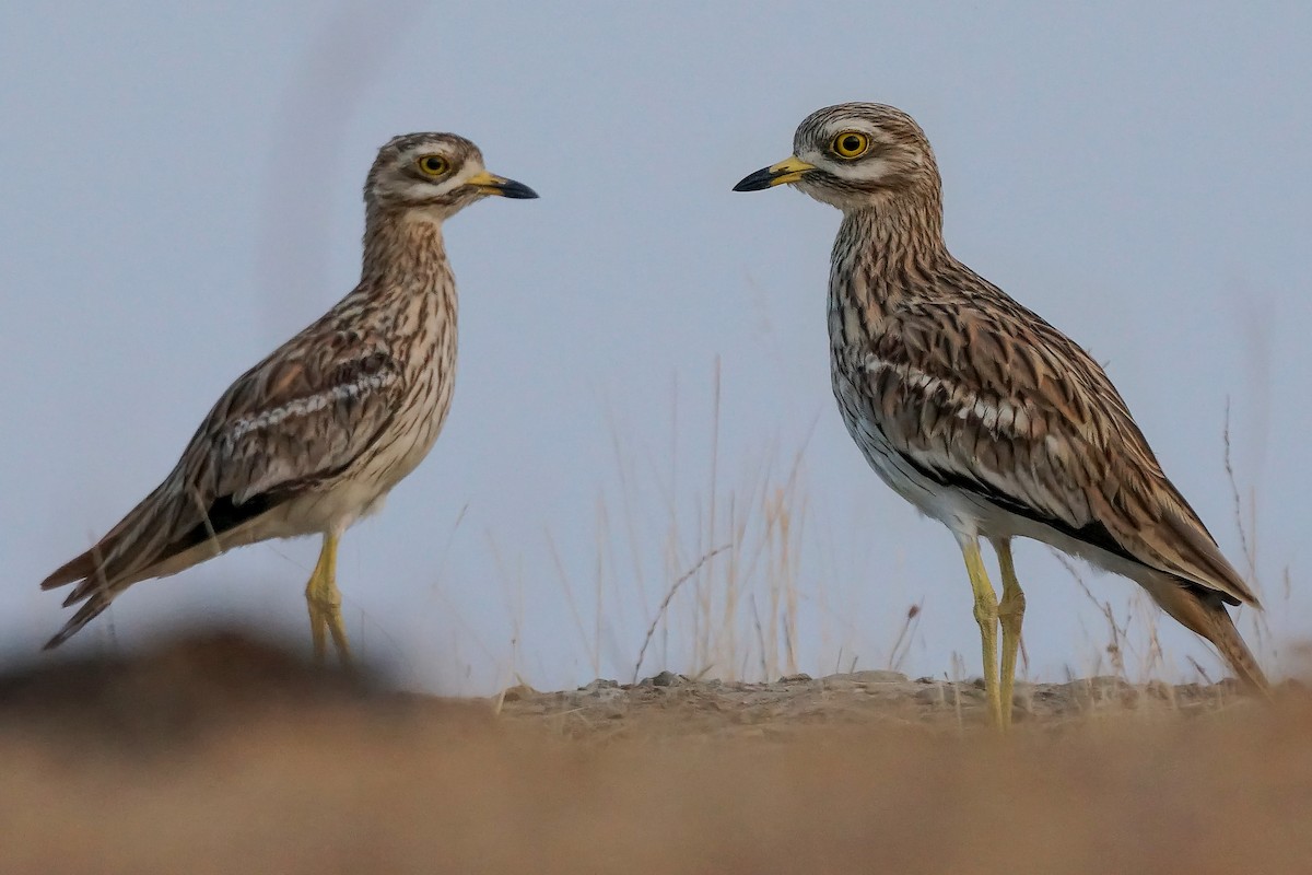 Eurasian Thick-knee - ML262654261