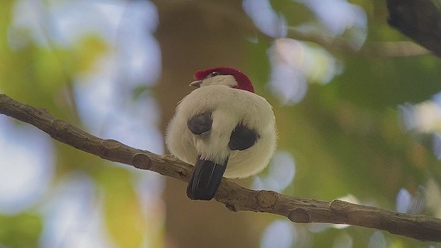 Manakin de Bokermann - ML262655611