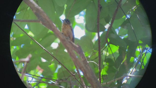 Ochraceous Piculet - ML262656611