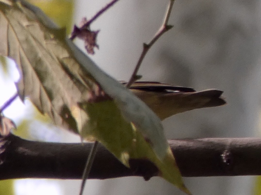 Connecticut Warbler - ML262660081