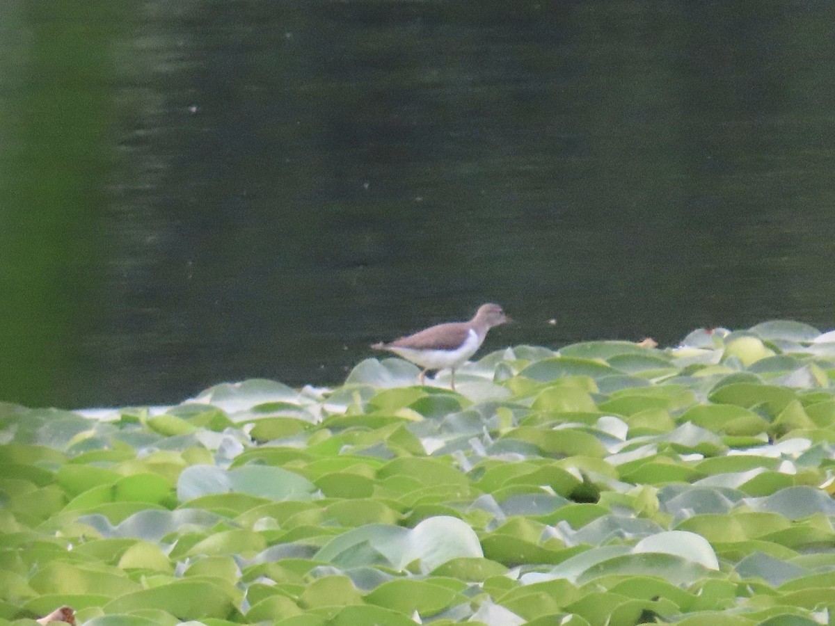 Spotted Sandpiper - LouAnn O'Hora