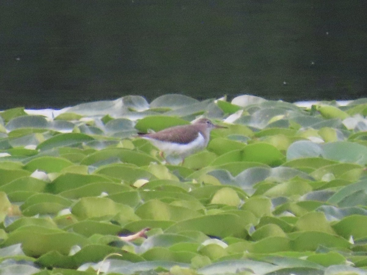 Spotted Sandpiper - LouAnn O'Hora