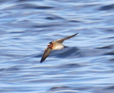 Cliff Swallow - ML26266191