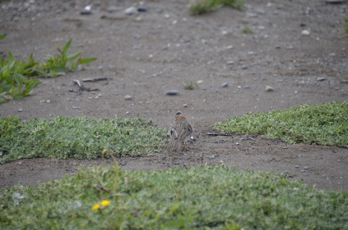 Rufous-collared Sparrow - ML262662111