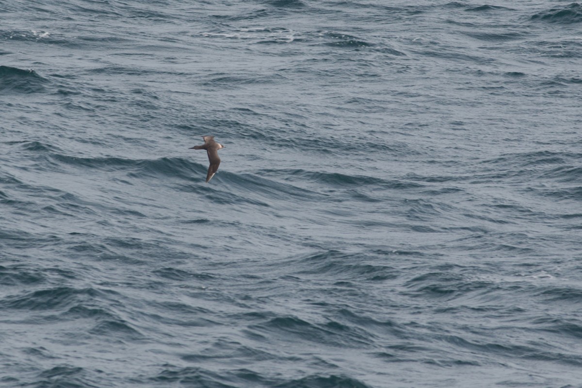 Parasitic Jaeger - Toby Austin