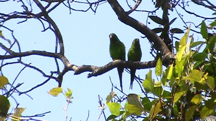 Plain Parakeet - ML262663801