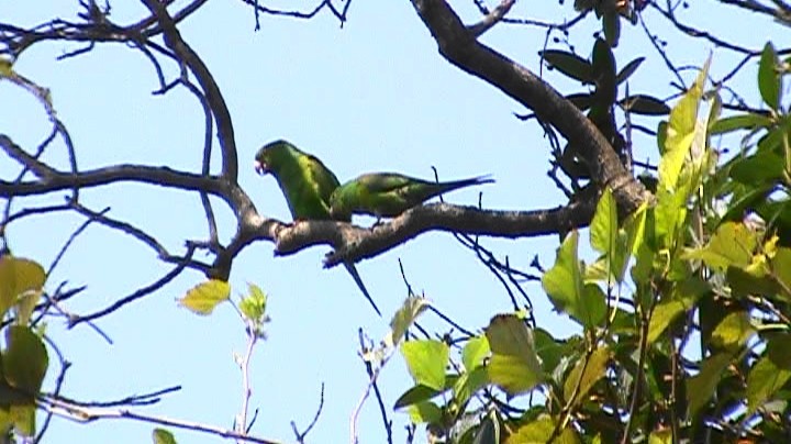 Plain Parakeet - ML262663811