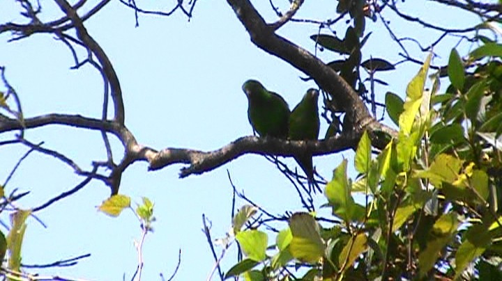 Plain Parakeet - ML262663831