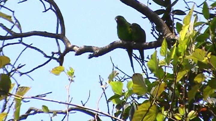 Plain Parakeet - ML262663841