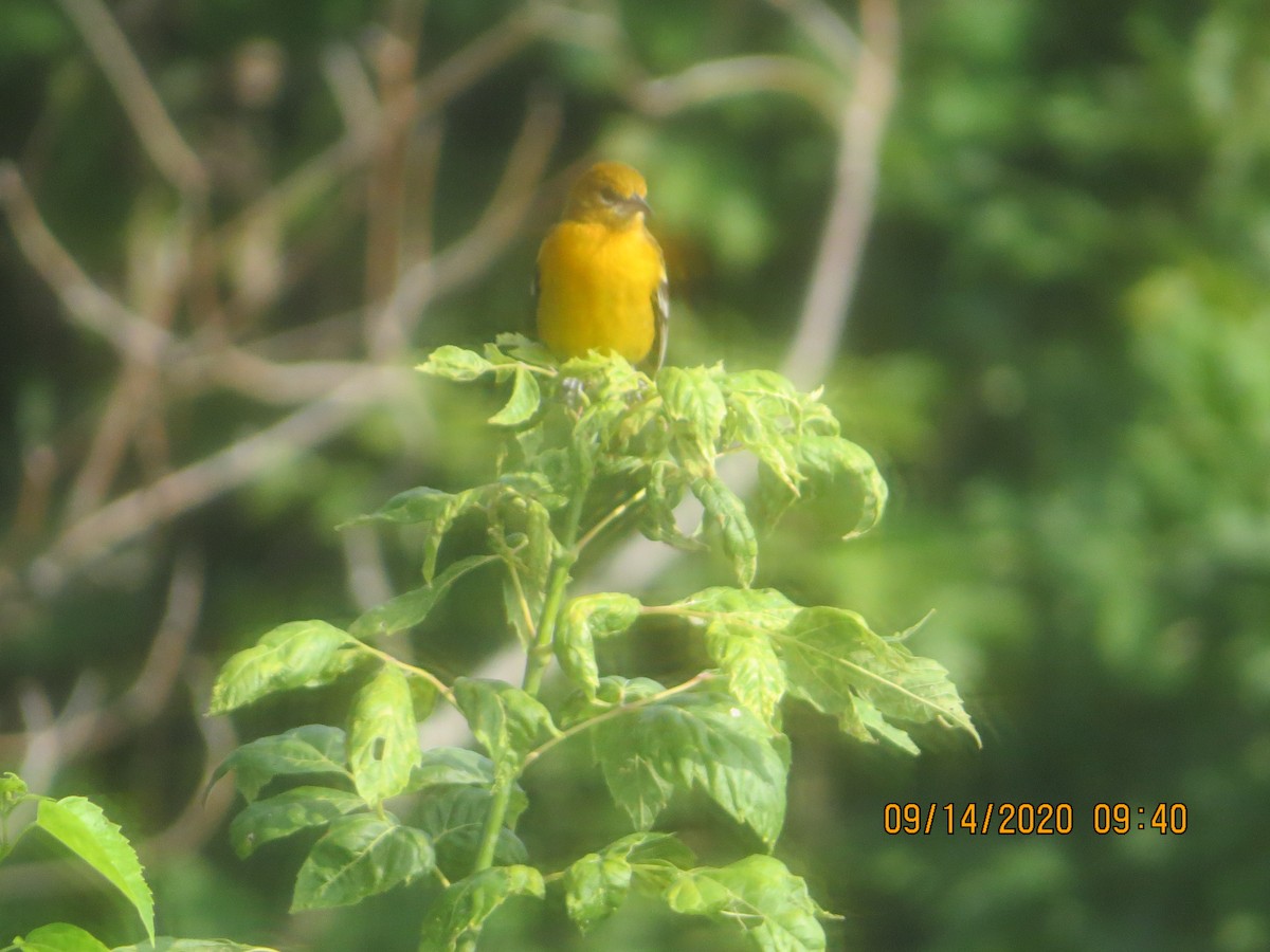 Baltimore Oriole - ML262664031