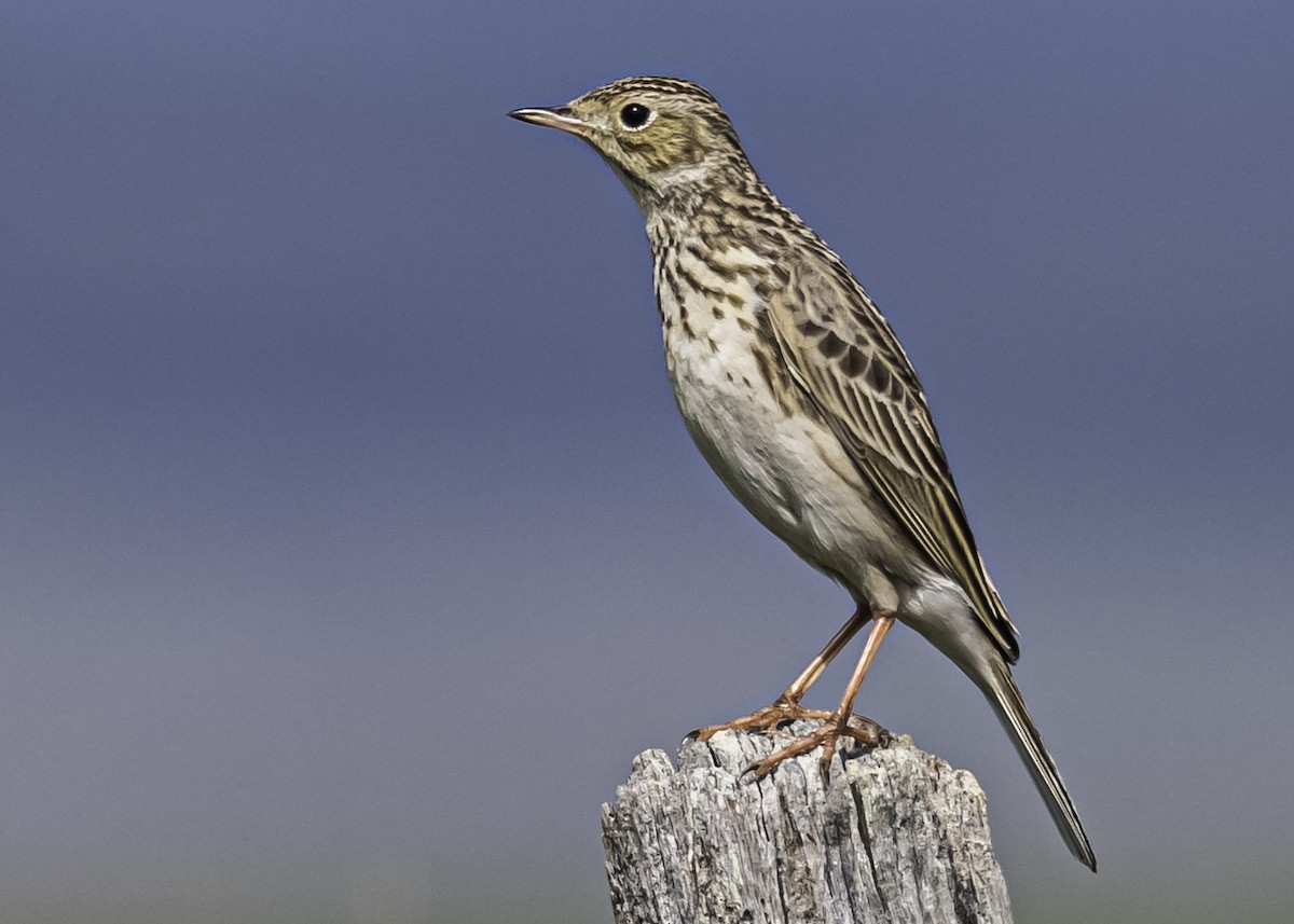 Short-billed Pipit - ML262664751