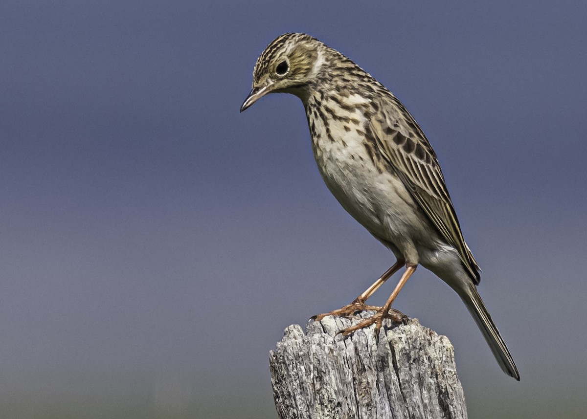 Short-billed Pipit - ML262664761