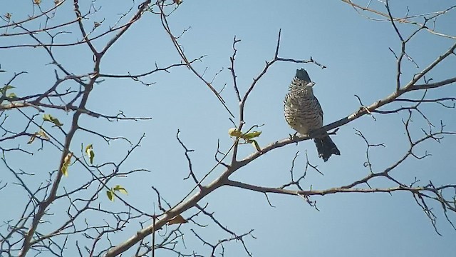 Barred Antshrike (Caatinga) - ML262665141