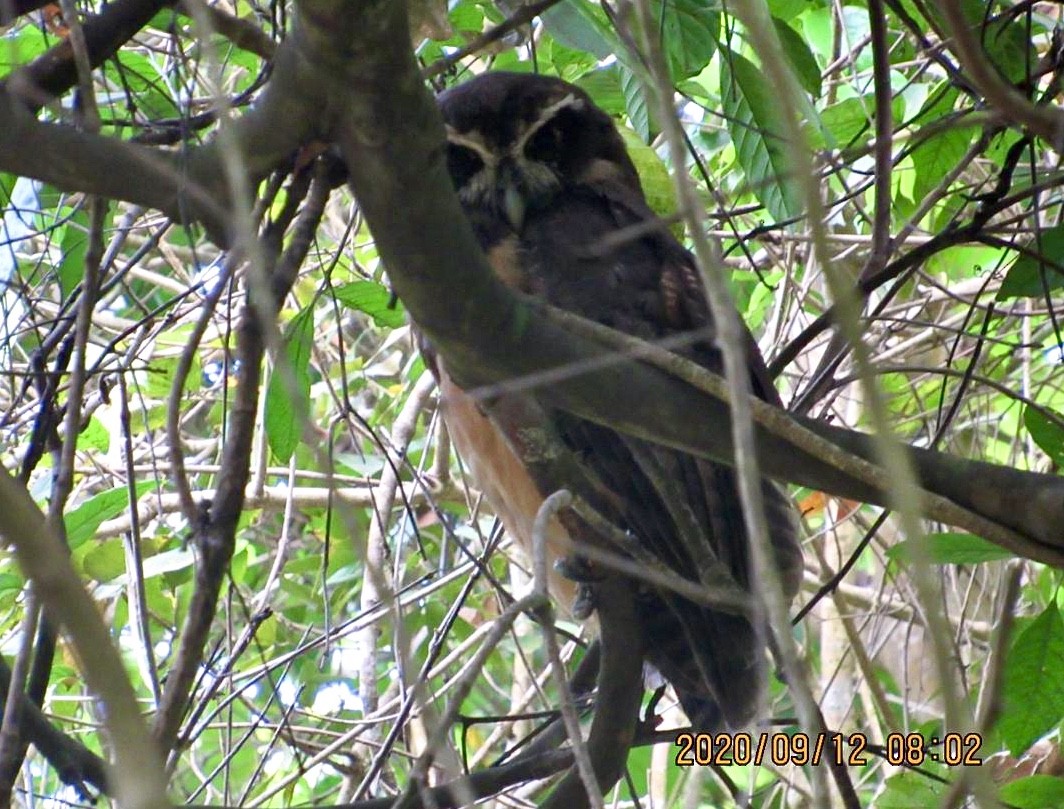 Spectacled Owl - ML262666001