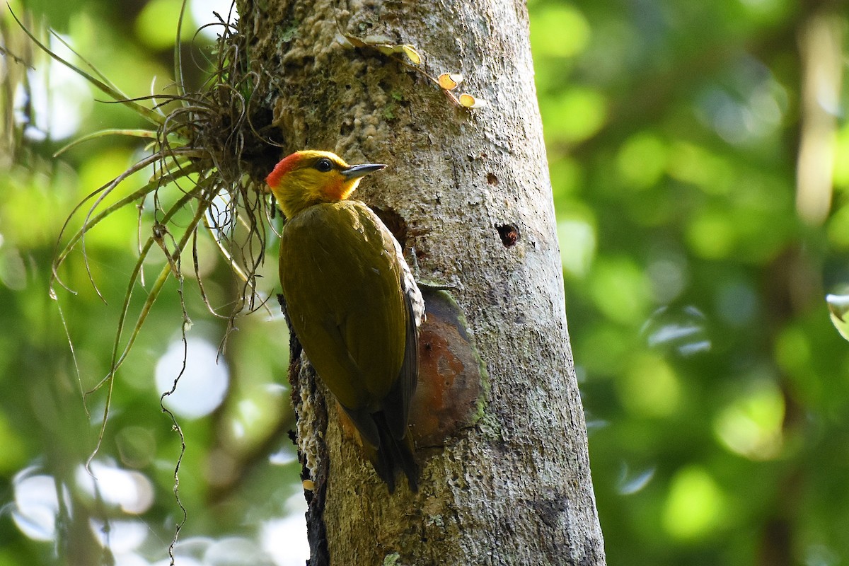 Yellow-throated Woodpecker - ML262666761