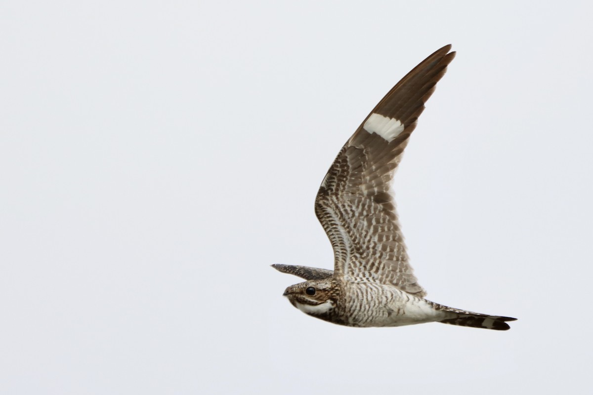 Common Nighthawk - Benjamin Crawford