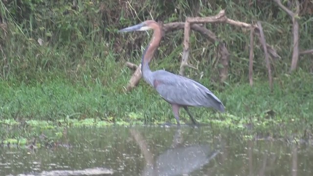 Goliath Heron - ML262668841