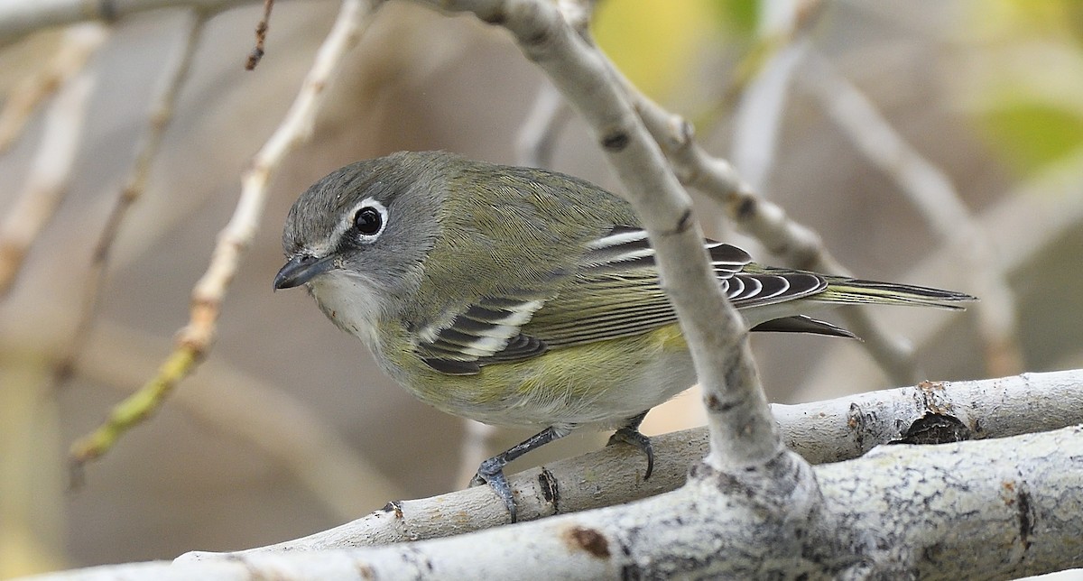 Cassin's Vireo - Steve Butterworth