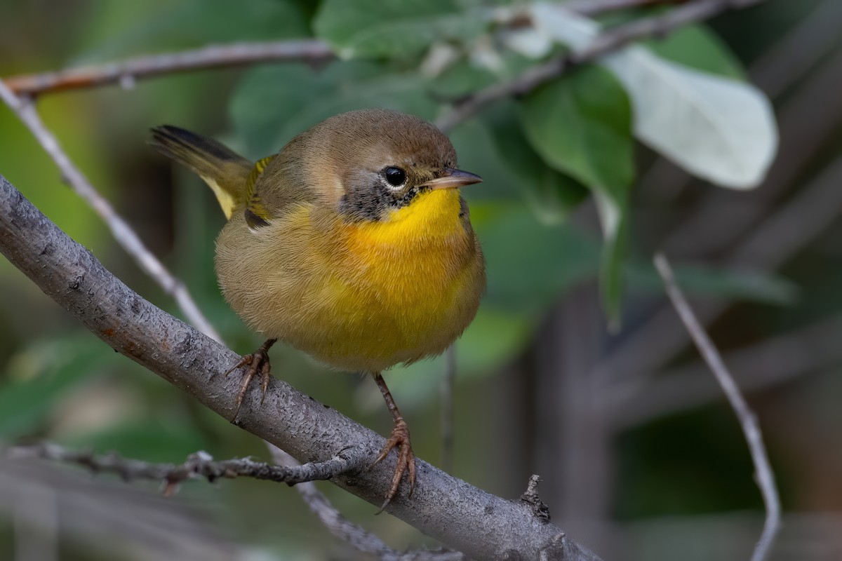 Common Yellowthroat - ML262668921