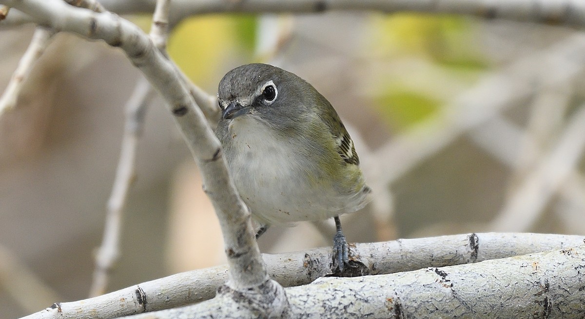 Vireo de Cassin - ML262668931