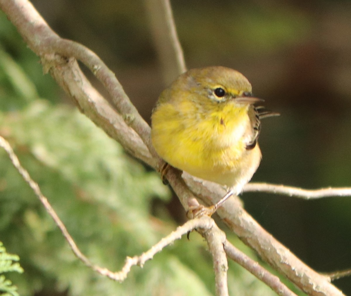 Pine Warbler - ML262669771