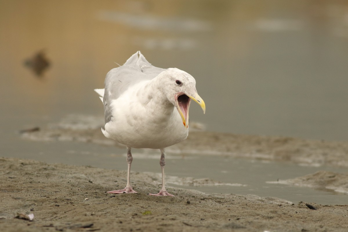 Glaucous-winged Gull - Sean McElaney