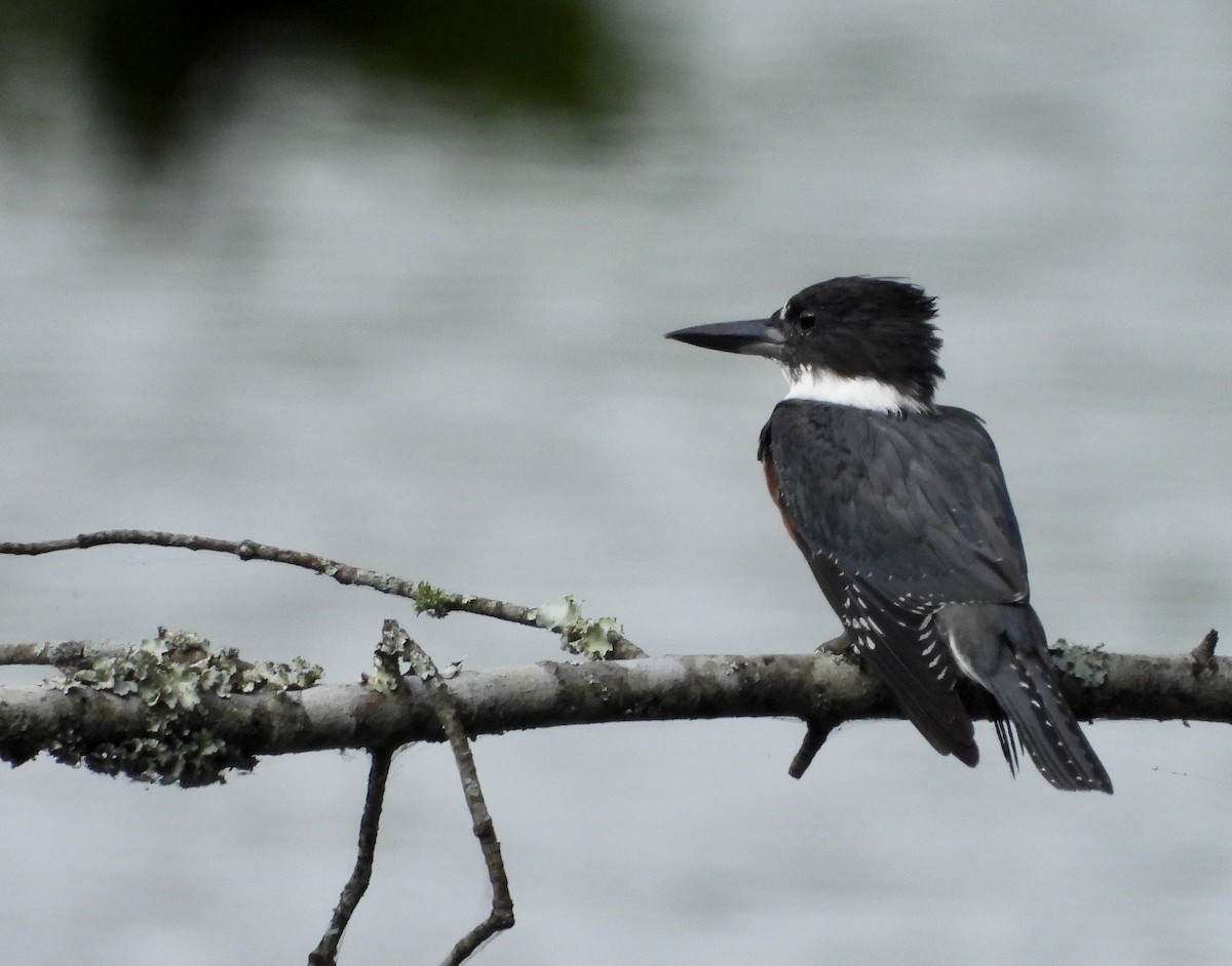 Belted Kingfisher - ML262671301