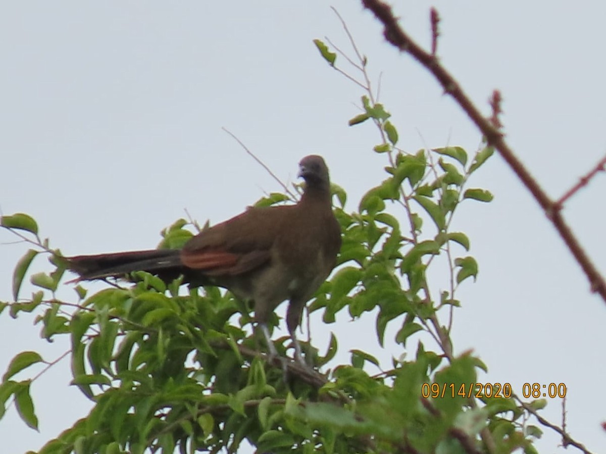 Gray-headed Chachalaca - ML262676381