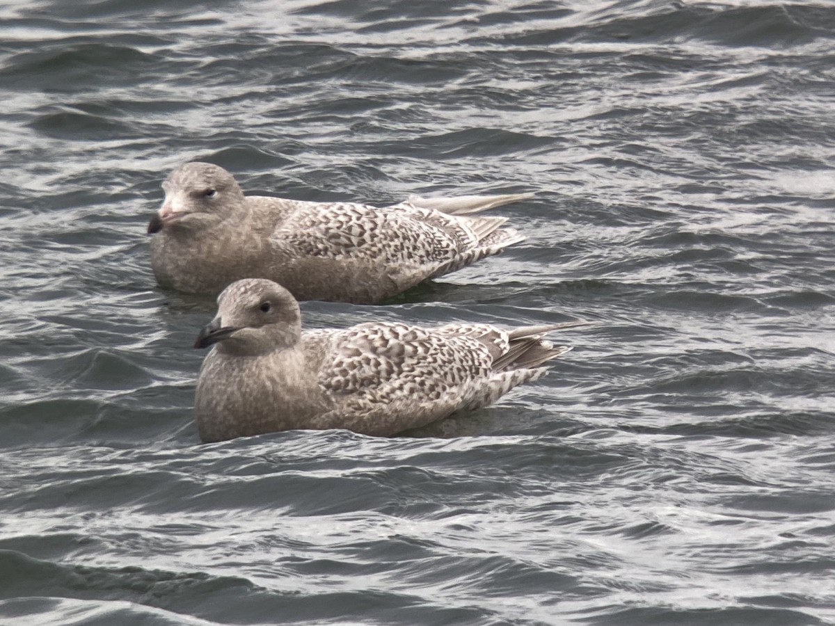 Glaucous Gull - Nick Hajdukovich