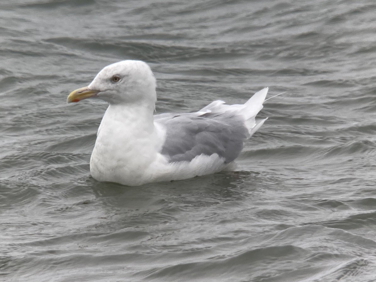 Glaucous Gull - ML262680001