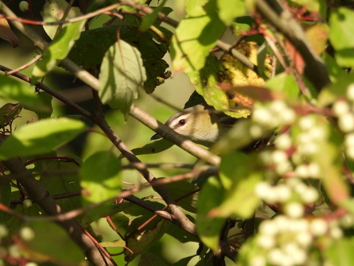 Red-eyed Vireo - Fritz Davis