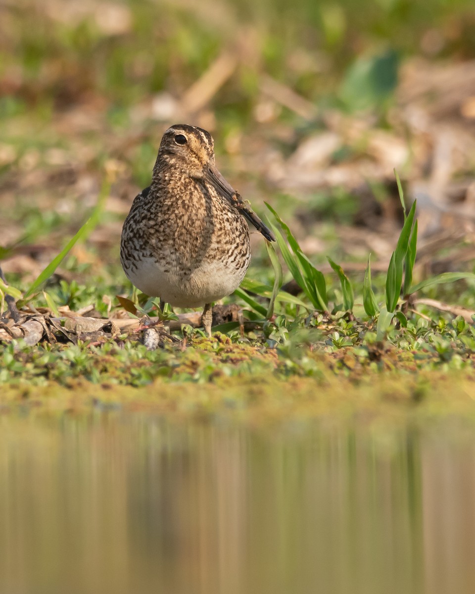 Pantanal Snipe - Pablo Re