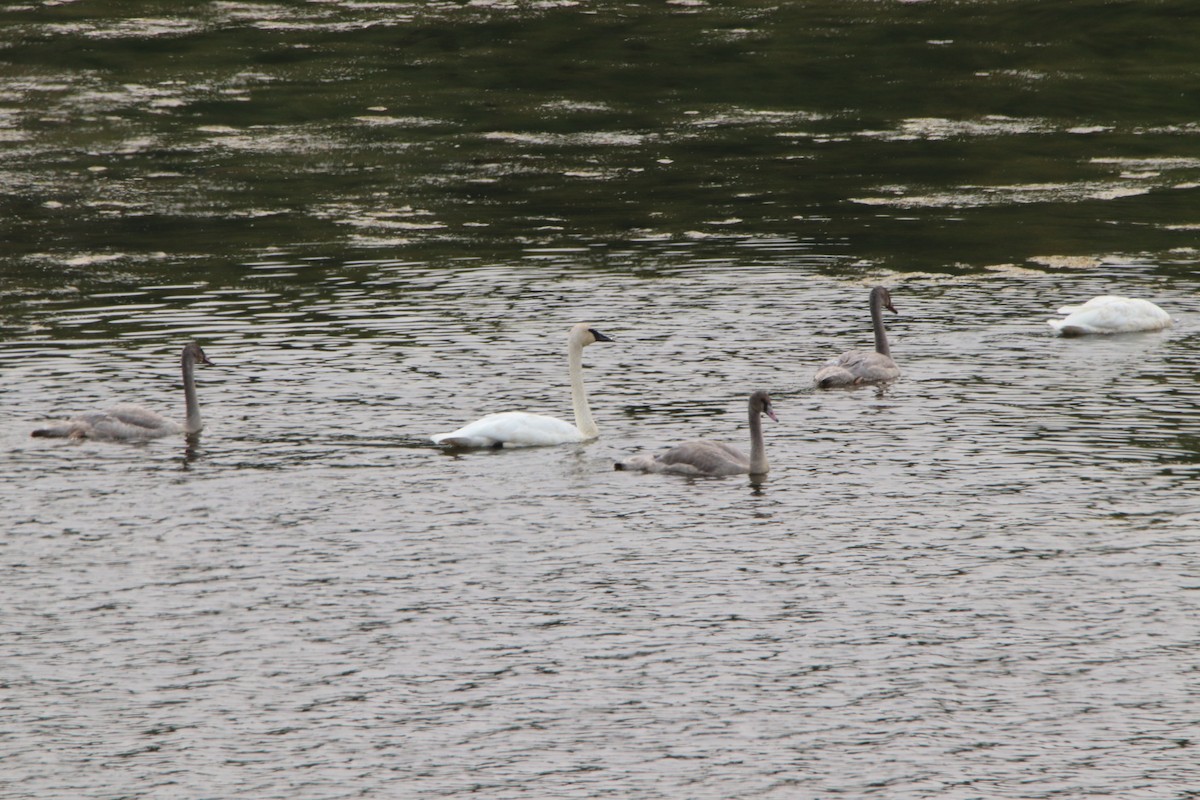 Trumpeter Swan - ML262682551