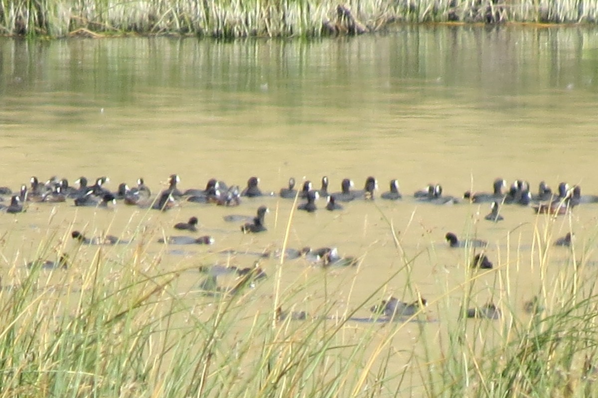 American Coot - Bruce Bosdet