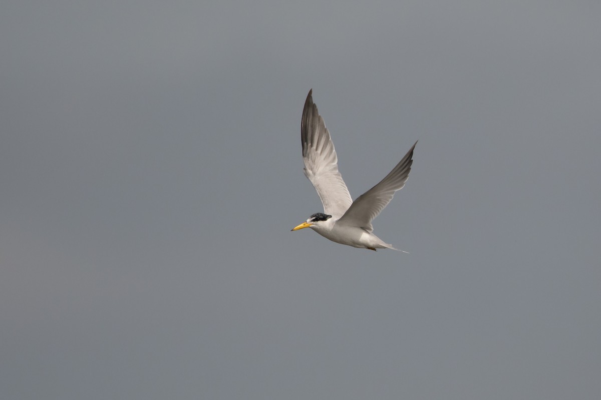 Yellow-billed Tern - ML262684531