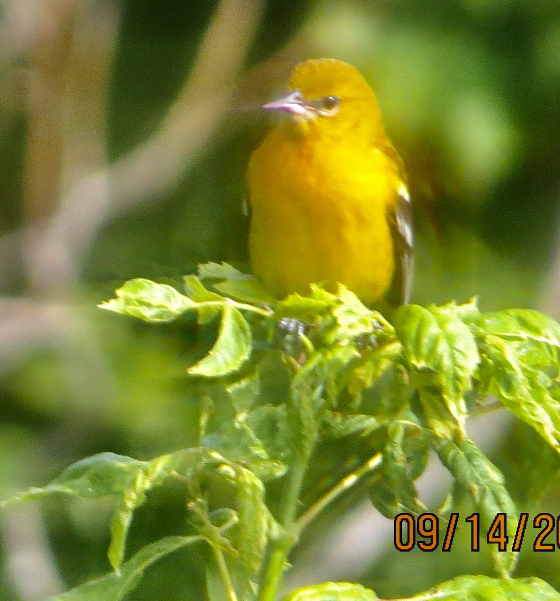 Baltimore Oriole - ML262684651