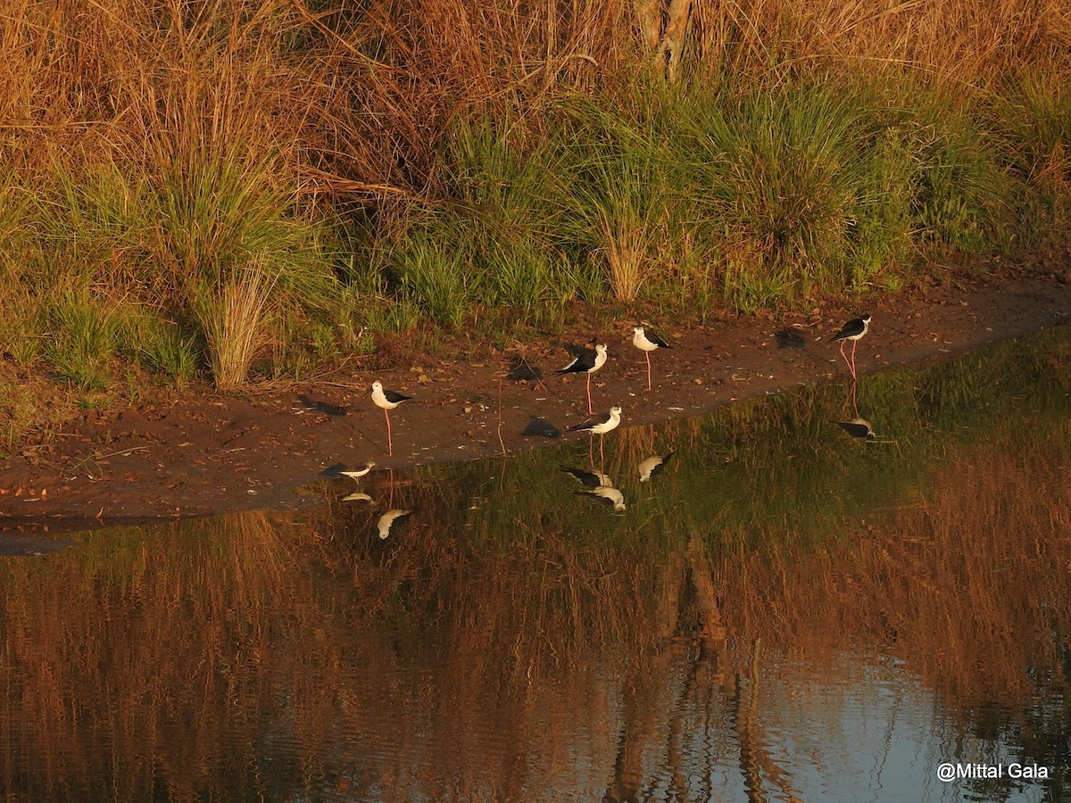 Black-winged Stilt - ML26268501