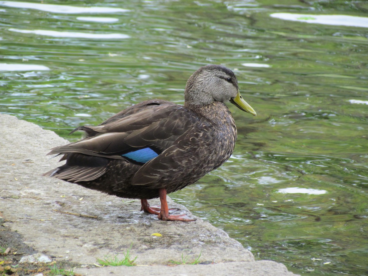 American Black Duck - ML26268511