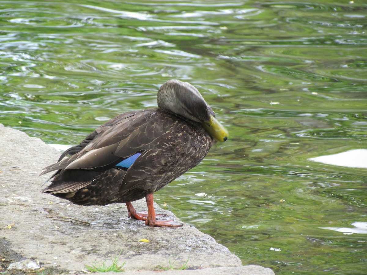 American Black Duck - ML26268531