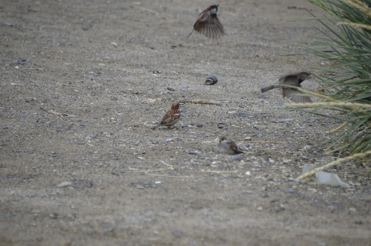 House Sparrow - José Ignacio Catalán Ruiz