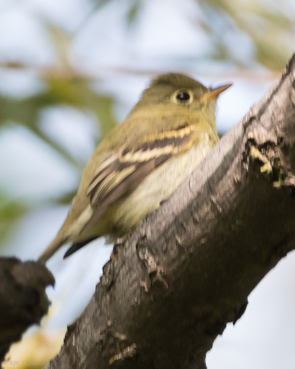 Yellow-bellied Flycatcher - ML262687911