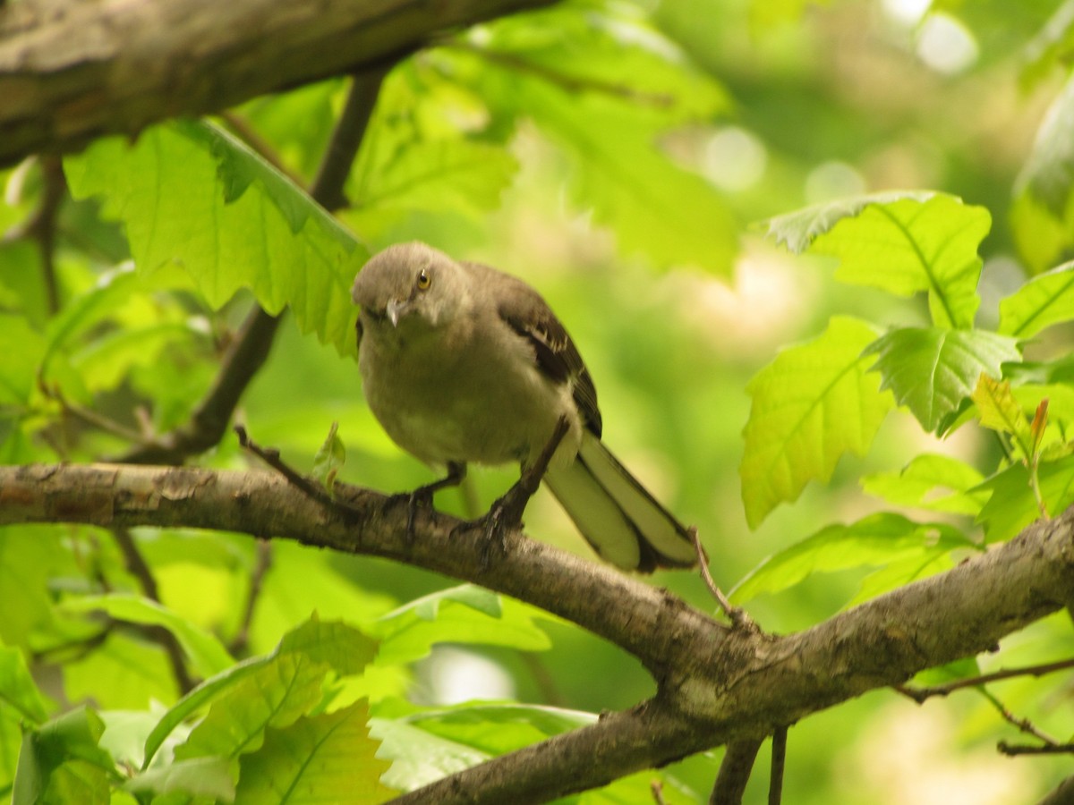 Northern Mockingbird - ML26269041