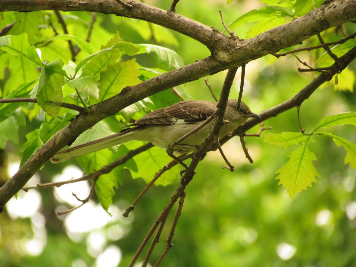 Northern Mockingbird - ML26269051