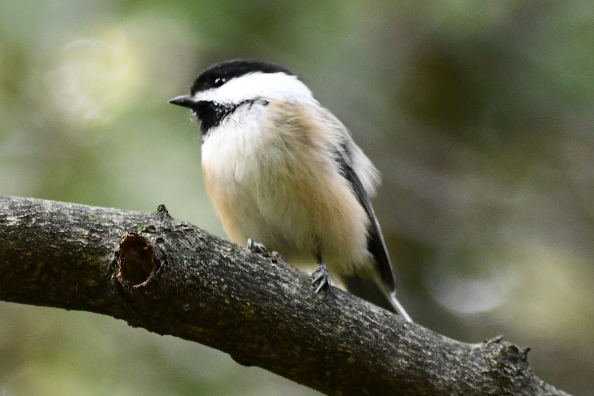 Black-capped Chickadee - Helene Laliberte