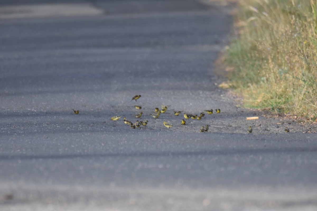 Lesser Goldfinch - ML262693431